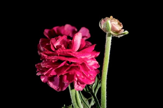 Beautiful blooming Red ranunculus flower isolated on a black background. Flower head close-up.