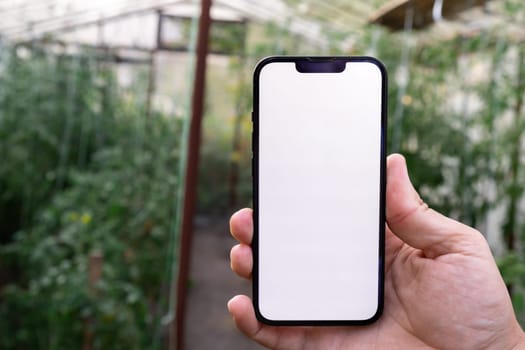 Concept of smart agriculture. Smartphone in farmer hand on background of harvesting tomatoes in greenhouse. Blank empty white screen mock up phone advertisement technology