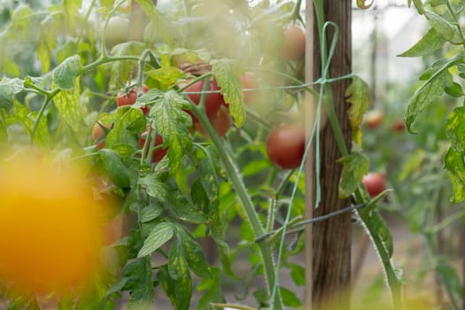 Red ripe cherry tomatoes grown in greenhouse. Homegrown organic vegetables. Seasonal locally grown countryside food produce. Farming