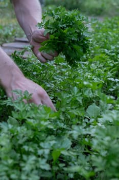 Male hands collecting fresh grown parsley from garden bed. Homegrown locally agriculture healthy country life concept. Farming
