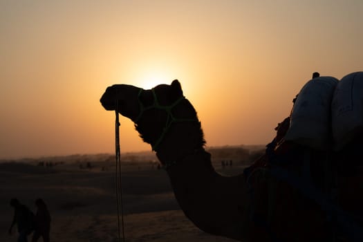 Silhouette of camel with the sun right behind it in sand dunes in Sam Jaisalmer Rajasthan India