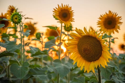 Field sunflowers in the warm light of the setting sun. Summer time. Concept agriculture oil production growing