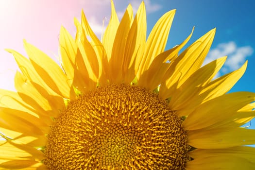 Half of a sunflower flower against a blue sky. The sun shines through the yellow petals. Agricultural cultivation of sunflower for cooking oil