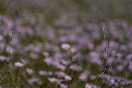 linen field linum usitatissimum. Flax flowers swaying in the wind. Slow motion video.