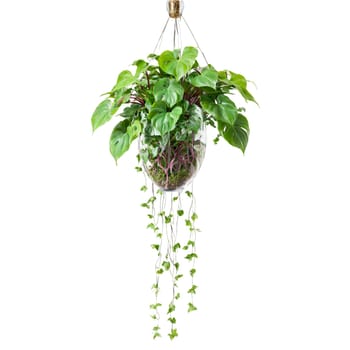 Plants isolated on transparent background