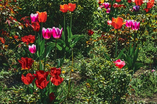 a bulbous spring flowering plant of the lily family, with boldly colored cup shaped flowers