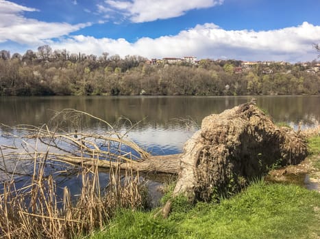 Uprooted tree following severe storms along the riverbank of the river