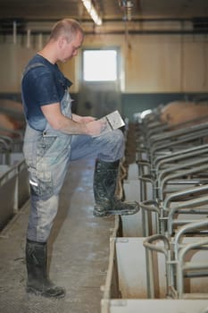Ringkobing, Denmark, April 28, 2024: a worker at a pig farm registers newborn piglets