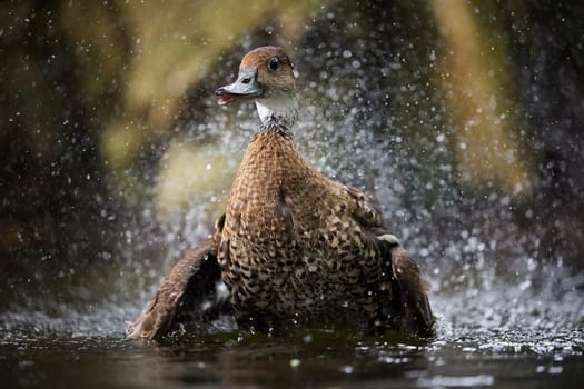 A beautiful duck swims in the water in Denmark. Close-up.