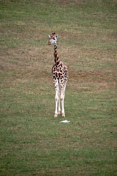 A lonely giraffe in the green grassland. Empty space, long neck, large, vegetation, light.