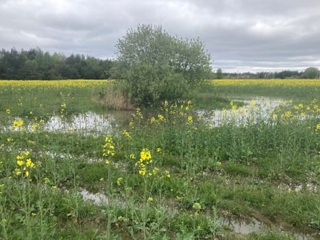 Yellow field planted with the rapeseed