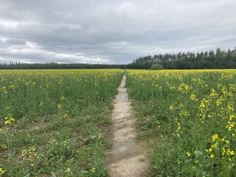 Yellow field planted with the rapeseed