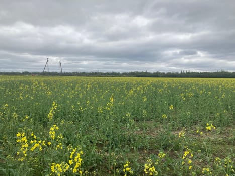 Yellow field planted with the rapeseed