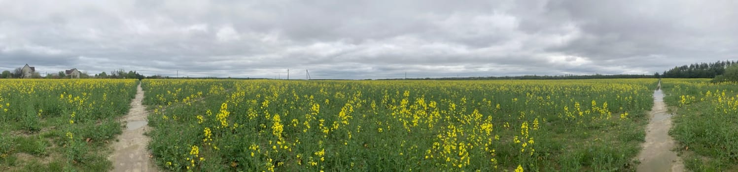 Yellow field planted with the rapeseed