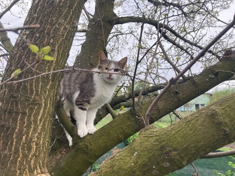 Cat climbs a the tree while playing