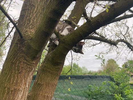 Cat climbs a the tree while playing