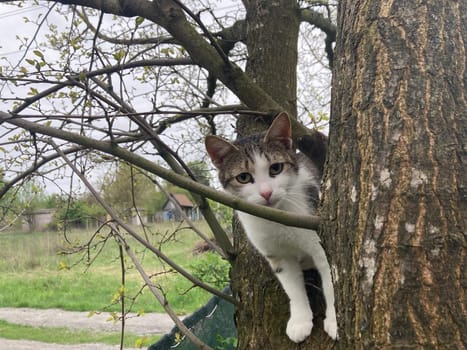 Cat climbs a the tree while playing