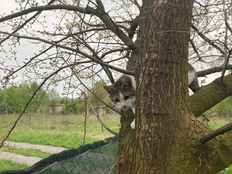 Cat climbs a the tree while playing