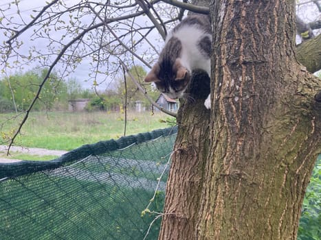 Cat climbs a the tree while playing