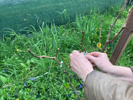 Garter of the young grape stems