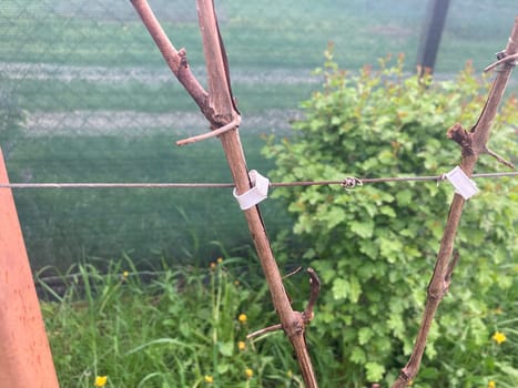 Garter of the young grape stems