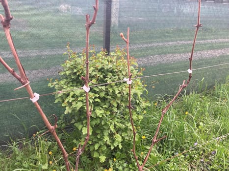 Garter of the young grape stems