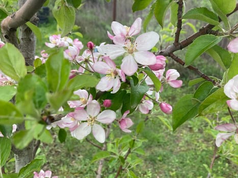 Spring flowers bloomed in a the garden