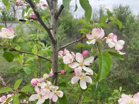 Spring flowers bloomed in a the garden