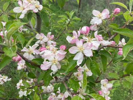 Spring flowers bloomed in a the garden