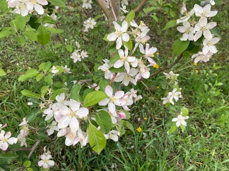 Spring flowers bloomed in a the garden