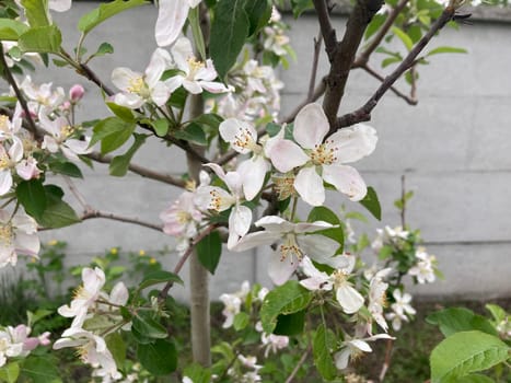 Spring flowers bloomed in a the garden