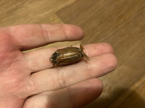 Spring beetle Khrushchev flew into a the house