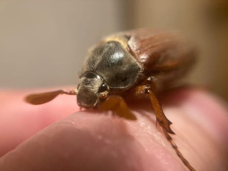 Spring beetle Khrushchev flew into a the house