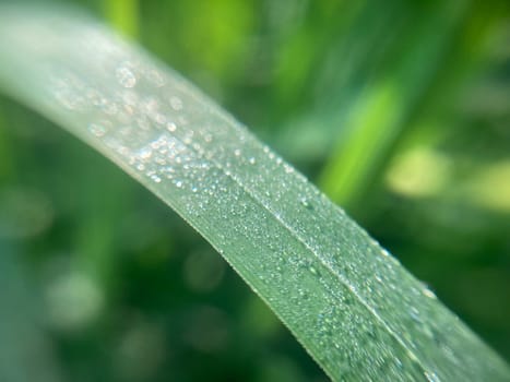 Morning grass in dew in a the garden