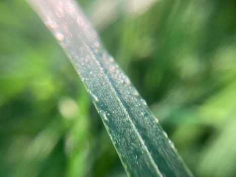 Morning grass in dew in a the garden