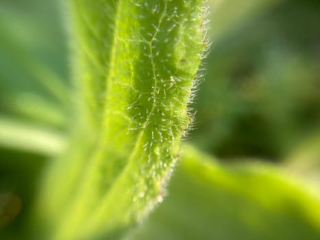 Morning grass in dew in a the garden