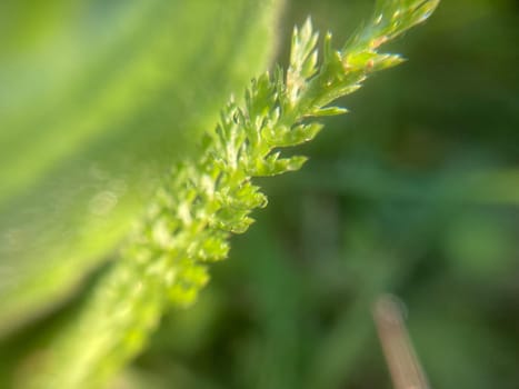 Morning grass in dew in a the garden