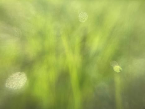 Morning grass in dew in a the garden