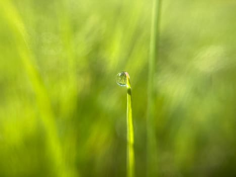 Morning grass in dew in a the garden