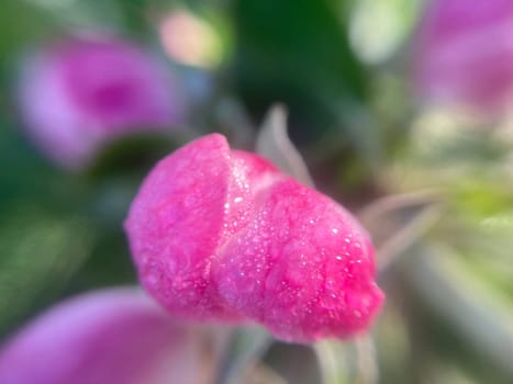 Spring flowers bloomed in a the garden