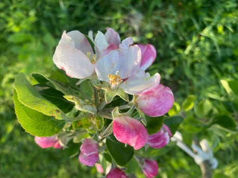 Spring flowers bloomed in a the garden