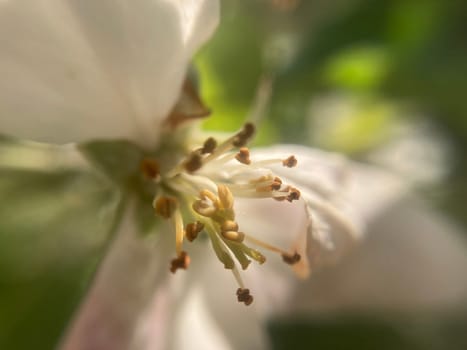 Spring flowers bloomed in a the garden