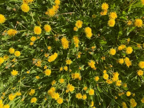 Spring flowers bloomed in a the garden