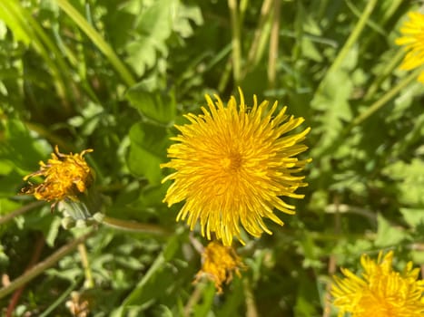 Spring flowers bloomed in a the garden