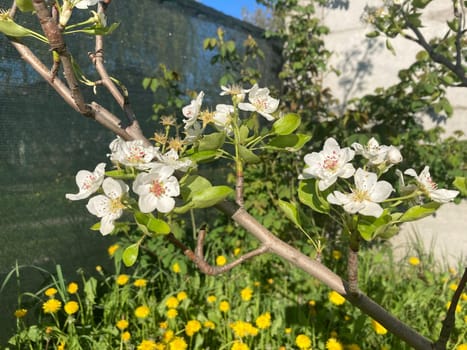 Spring flowers bloomed in a the garden