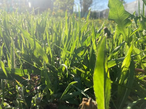 Morning grass in dew in a the garden