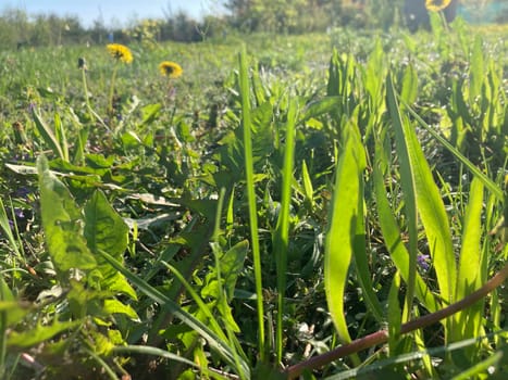 Morning grass in dew in a the garden