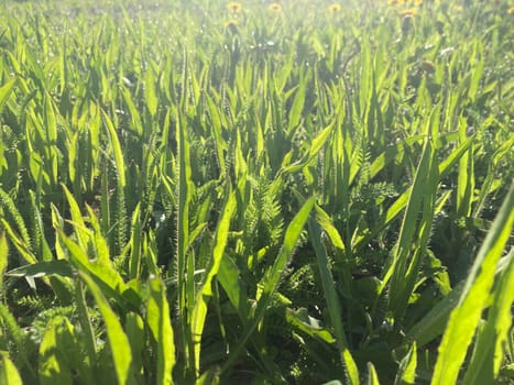 Morning grass in dew in a the garden