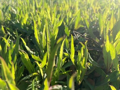 Morning grass in dew in a the garden