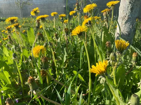 Spring flowers bloomed in a the garden